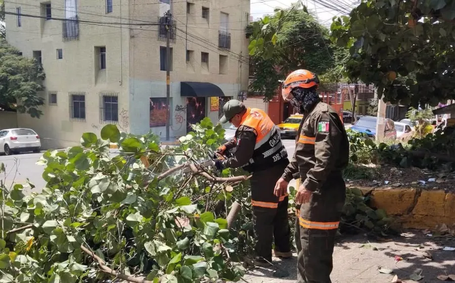 Protección Civil Municipal retira árbol caído y libera vialidad en la colonia Panorámicas del Fortín