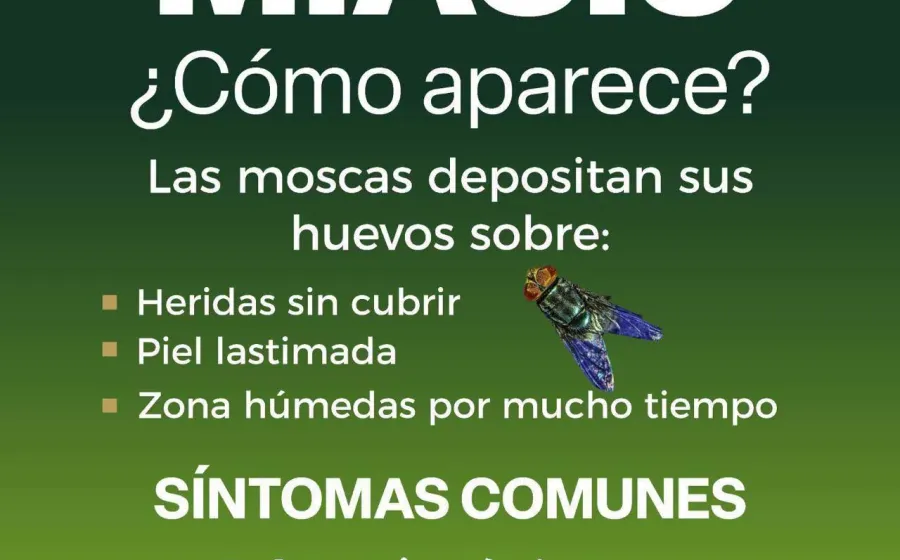 Pide SSO prestar atención en heridas para prevenir contagio de miasis por gusano barrenador en personas