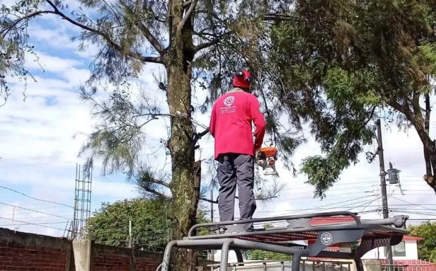¡Podas preventivas para espacios escolares más seguros en Santa Lucía del Camino! 
