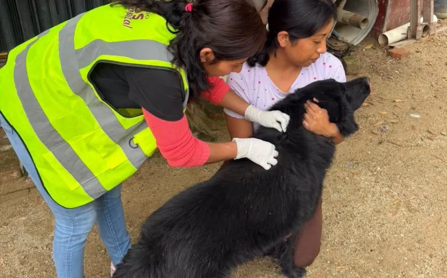 Gobierno de Oaxaca de Juárez atiende dos casos de gusano barrenador en perros