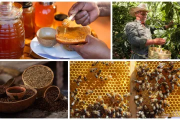 Celebrará San Sebastián Coatlán su segunda Feria del Café Artesanal y la Miel