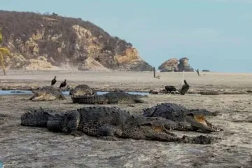 Exhorta PC tomar precauciones ante avistamientos de cocodrilos