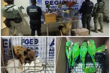 En cateo rescatan aves exóticas y aseguran animales disecados en Santa Lucía del Camino