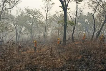 Controla Coesfo incendio forestal en Mazatlán Villa de Flores