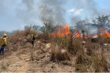 Reporta Coesfo liquidación de 13 incendios forestales en la última semana