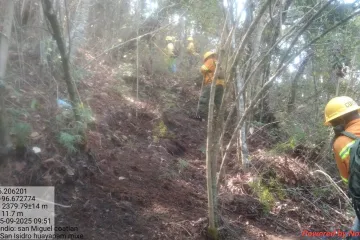 Reporta Coesfo control de incendio forestal en San Miguel Coatlán