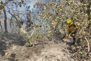 Controla  Coesfo incendio forestal en San Lorenzo Albarradas