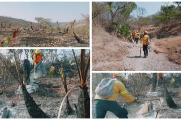 Atiende Coesfo incendio forestal en San Mateo Nejápam