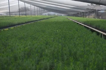 Impulsa Coesfo la reforestación a través del vivero en Santa Ana Tlapacoyan