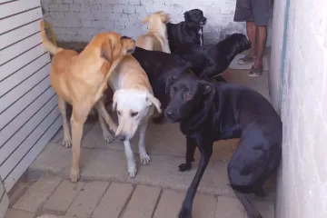 Fiscalía visita casa donde denunciaron maltrato animal