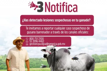 ¡Protege a tu ganado del gusano barrenador!