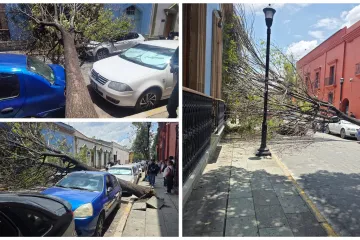 Cae árbol sobre Fiallo, deja daños materiales 