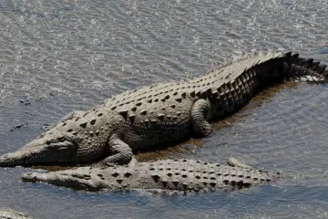 Atiende Protección Civil avistamiento de cocodrilo en Punta Zicatela