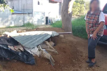 Atiende Fiscalía de Oaxaca caso de crueldad animal en los Valles Centrales