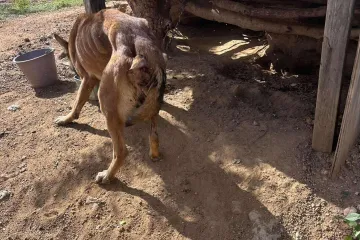Rescatan a Nala, perrita en situación de abandono en Valles Centrales