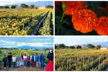 Los cultivos de flores en La Raya: un Pedacito del corazón de Xoxocotlán