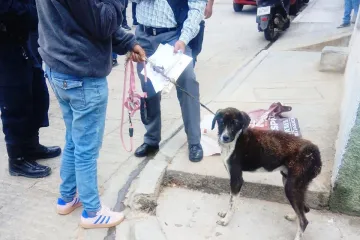 Rescatan a perra víctima de maltrato en el fraccionamiento Montoya