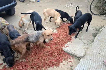 Investigan probable maltrato animal en Lachigoló 