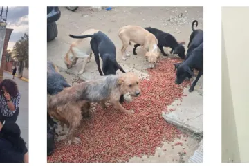 Rescatan a 65 perritos por caso de crueldad animal en Lachigoló; hay un detenido