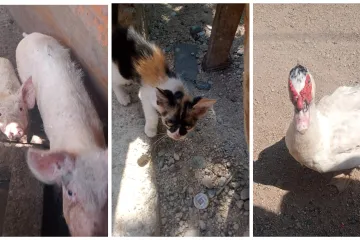 Rescatan a animales violentados de un domicilio en la región del Istmo