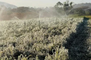 Se registran heladas en comunidades de los Valles Centrales 