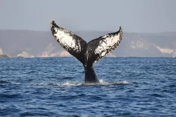 Continúa la temporada de avistamiento de ballenas jorobadas en la Ruta de la Costa Oaxaqueña