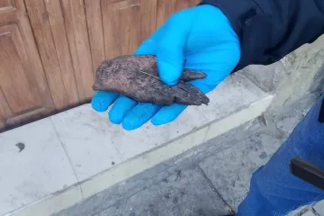 Desmienten hallazgo de extremidad humana en calles del Centro Histórico