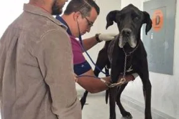 Por maltrato animal, Fiscalía de Oaxaca rescata a Roco, perro que estaba en la azotea de una vivienda