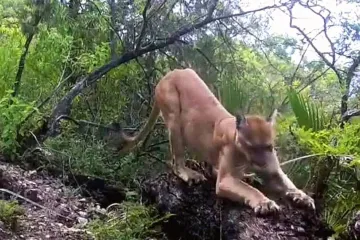 Nuevo avistamiento de un Puma en Villa Díaz Ordaz. 