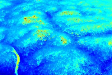 Reporta Coesfo 70% de liquidación en incendio forestal de San Miguel del Puerto