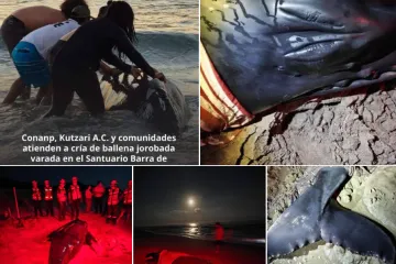 Se atiende en el Santuario Barra de La Cruz-Playa Grande el varamiento de un ejemplar de ballena jorobada