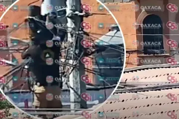 C5i Oaxaca da seguimiento a rescate de felino en Santa Cruz Xoxocotlán