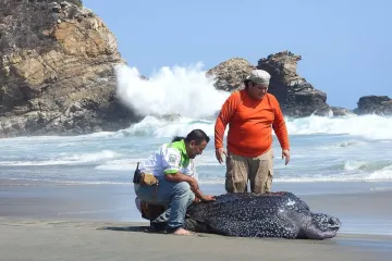 Rescatan en la Costa a tortuga laúd arrastrada tierra adentro por mar de fondo