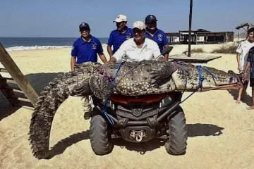 Cocodrilo capturado en Playa Bacocho de Puerto Escondido
