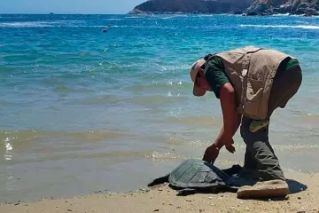 Tortuga Carey regresa al mar