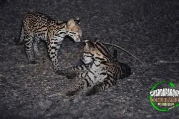 Captan Ocelote en libertad en el parque nacional de Huatulco