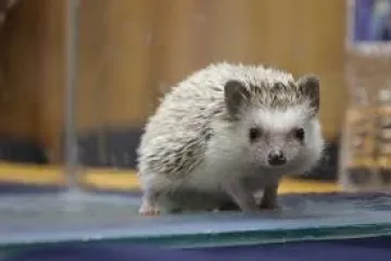 Veterinaria UABJO anuncia su cuarta Feria de Mascotas No Convencionales 