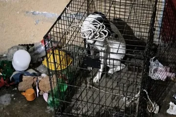 Fiscalía de Oaxaca rescata a dos perros tras denuncia por maltrato animal en la capital