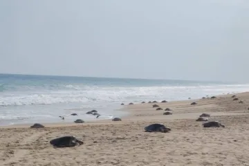 Más de 11 mil tortugas golfinas arriban al santuario Playa la Escobilla