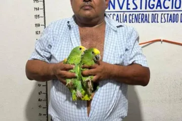 Asegura Fiscalía de Oaxaca aves exóticas, un vehículo y presuntas dosis de droga; una persona detenida en Ocotlán de Morelos