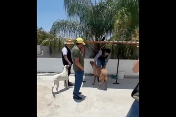 Gobierno municipal atiende y da seguimiento a casos de maltrato animal