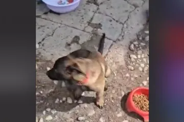 Fiscalía responde sobre denuncia de maltrato animal en la cd. de Oaxaca 