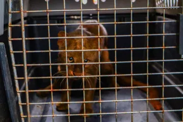 Atiende Fiscalía de Oaxaca caso de maltrato animal en San Antonio de la Cal y asegura a un yaguarundí en cautiverio