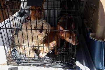 Rescata FGEO a 14 animales de compañía en situación de maltrato en Oaxaca de Juárez; tres presentaban sarna