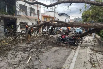 Protección Civil de Oaxaca de Juárez atiende reporte de árboles caídos