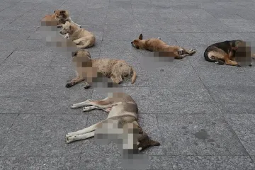FGEO abre investigación por denuncia de probable envenenamiento de perros y gatos en Juchitán