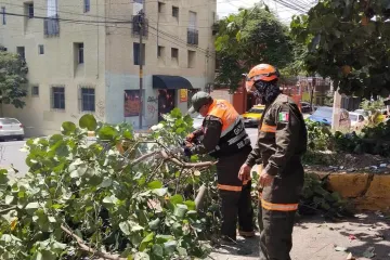 Protección Civil Municipal retira árbol caído y libera vialidad en la colonia Panorámicas del Fortín
