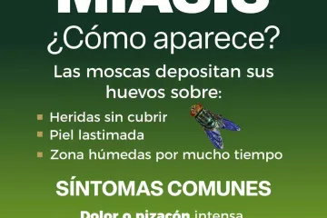 Pide SSO prestar atención en heridas para prevenir contagio de miasis por gusano barrenador en personas