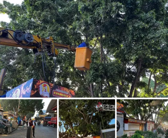 Inicia poda de árboles en el camellón de Bodegas de la Central de Abasto