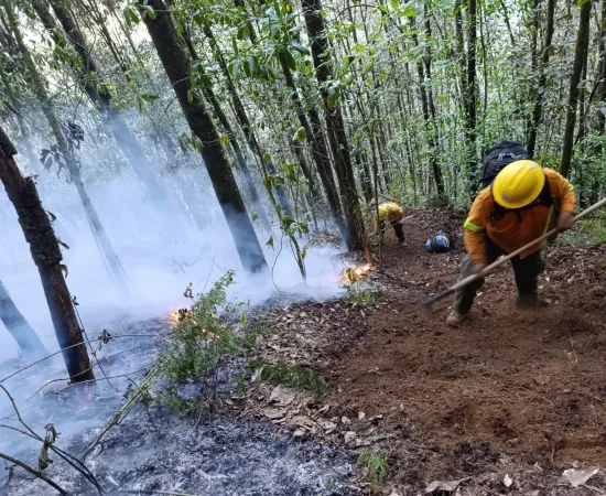 Reporta Coesfo control del 90% en incendio forestal de Cuyamecalco Villa de Zaragoza